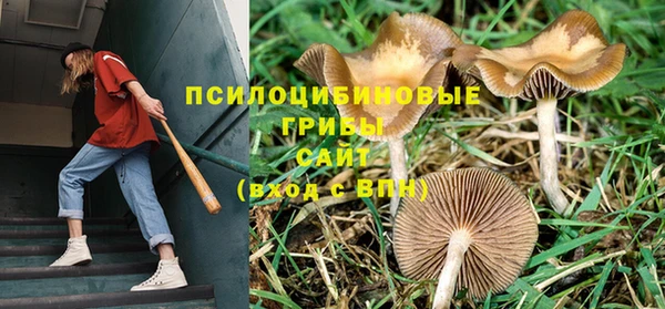 прущие грибы Абинск