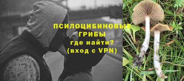 прущие грибы Абинск